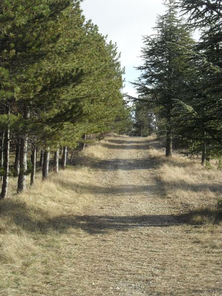 Foret des Sens - Photo chemin