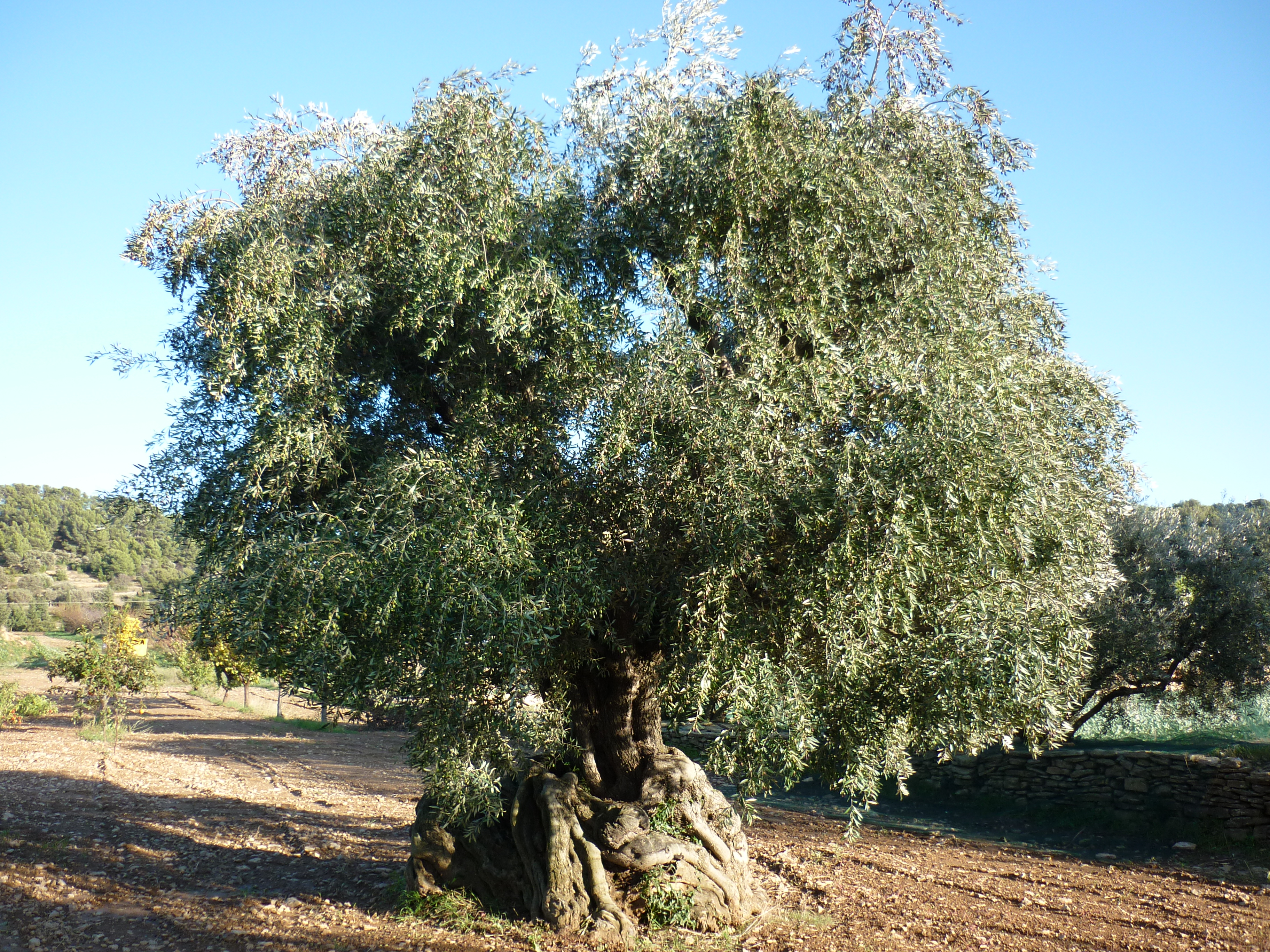Domaine L'Olivade - photo 4