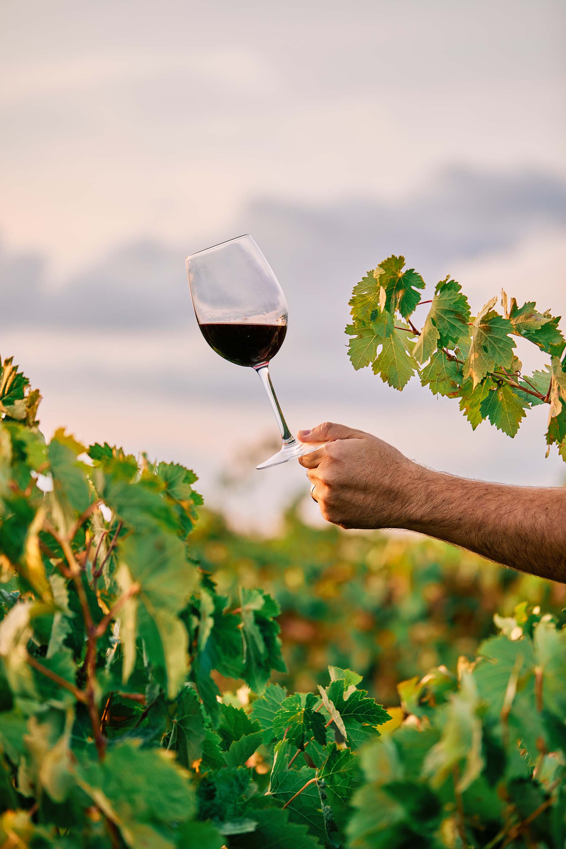 plan-vertical-d-une-personne-tenant-un-verre-de-vin-dans-le-vignoble-sous-la-lumiere-du-soleilbd