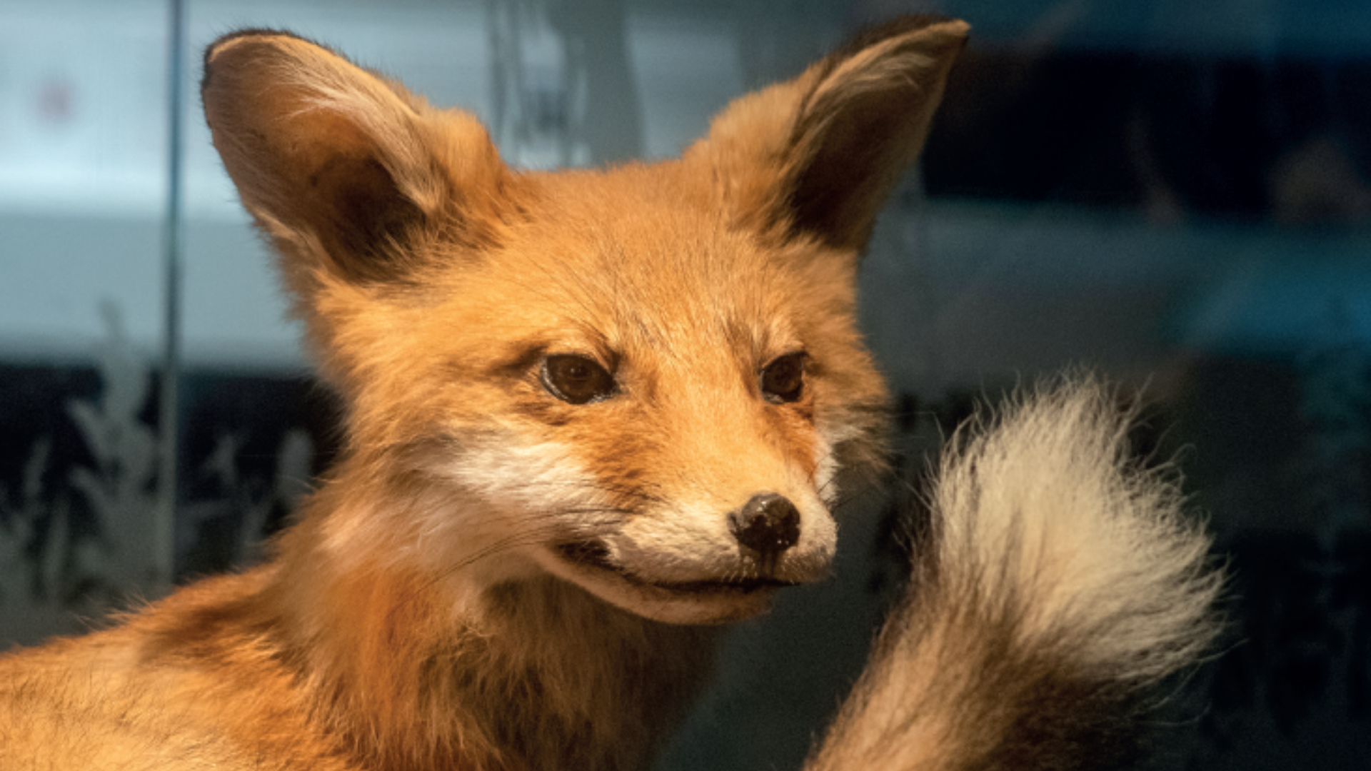 Visite guidée enfants : L’aventure autour du monde - soigner les animaux, protéger la planète !