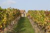 Vignes©DEJONGHE (3) Dans le vignoble de Saint-Pourçain Ⓒ DE JONGHE