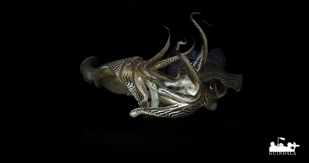 Extrait du film Sépia, l'odyssée d'une seiche