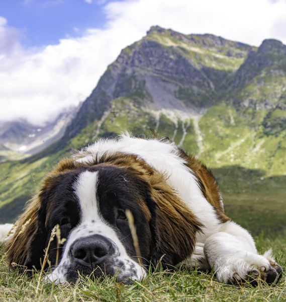 Rassemblement de chiens Saint-Bernard