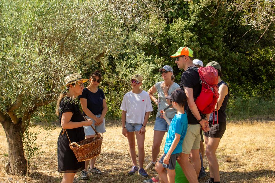 Visite de l'oliveraie et dégustation de l'huile d'olive du Domaine des Gorges
