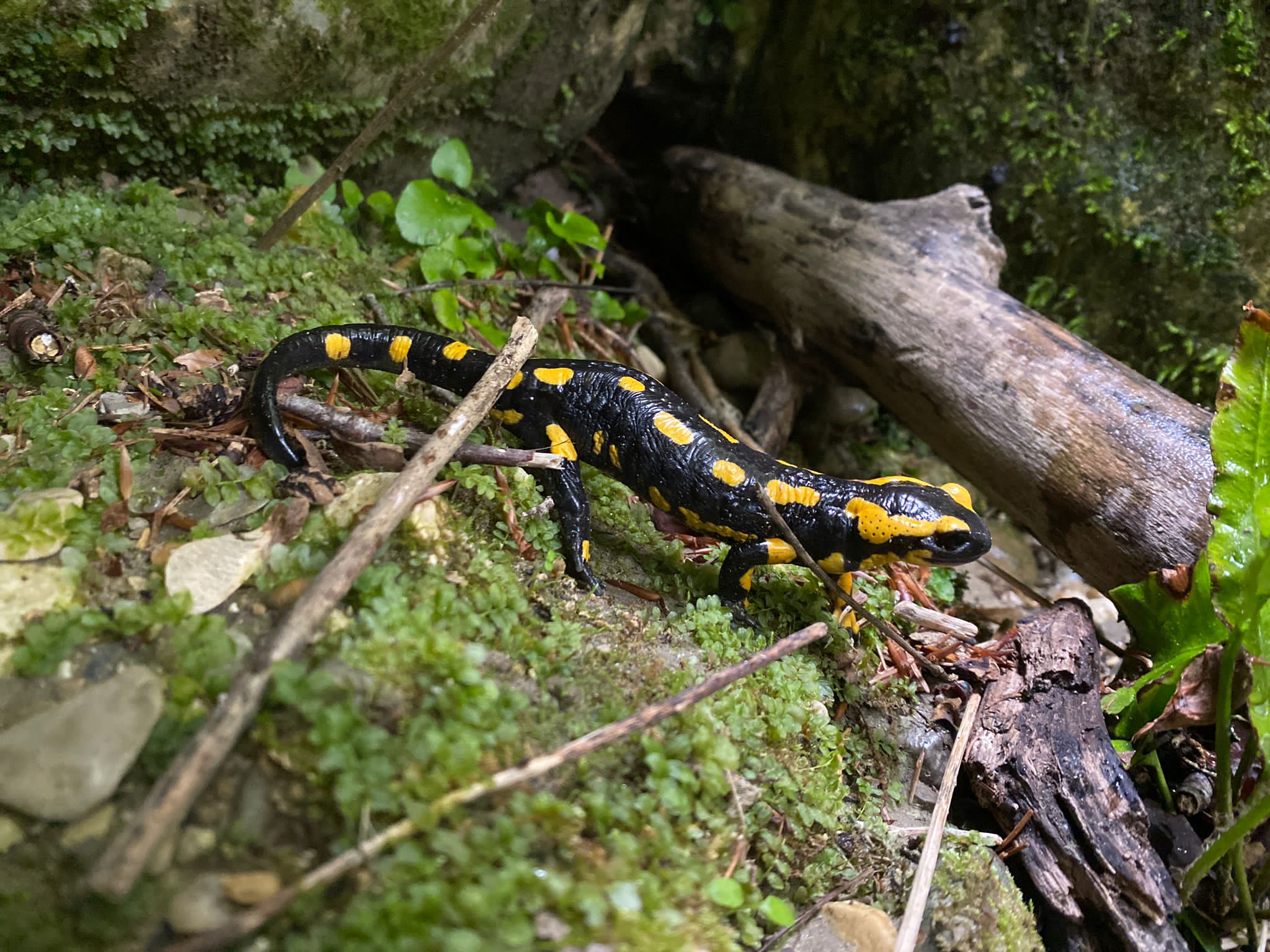 Salamandre Écouges