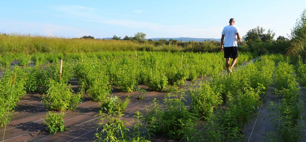 La verveine de Bonson - Visite guidée_Bonson