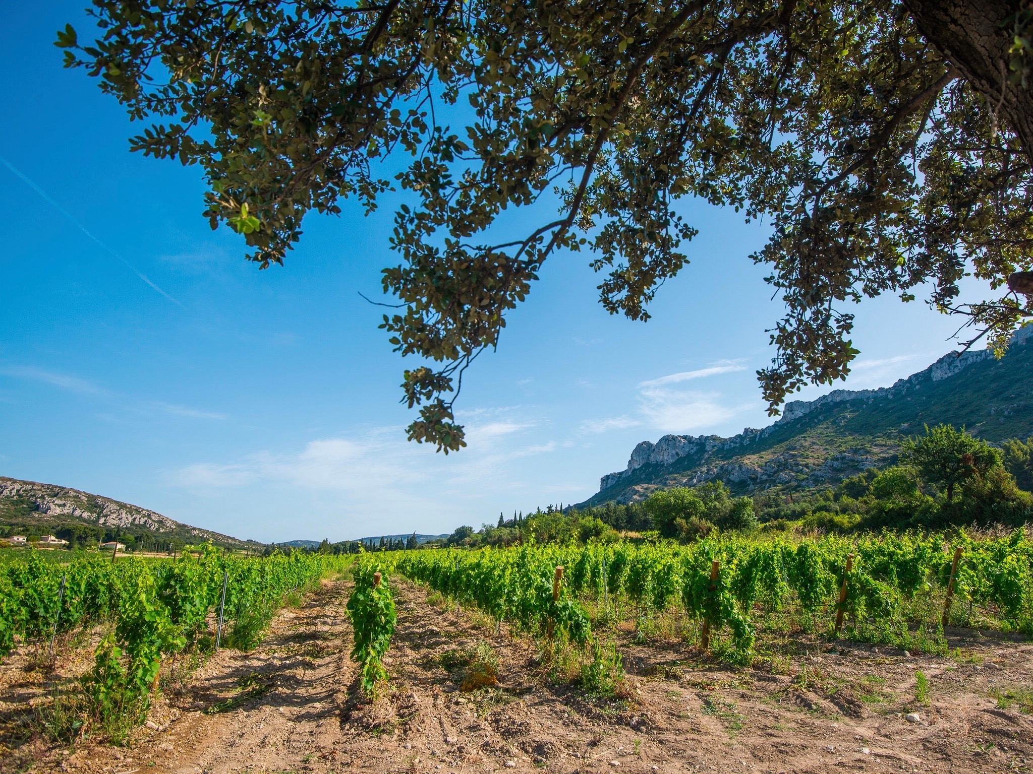 Domaine Vallon des Glauges, Eyguières - photo 14