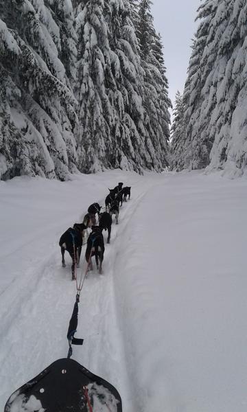 Roche du Pic station de pleine nature - Balade en chiens de traîneaux