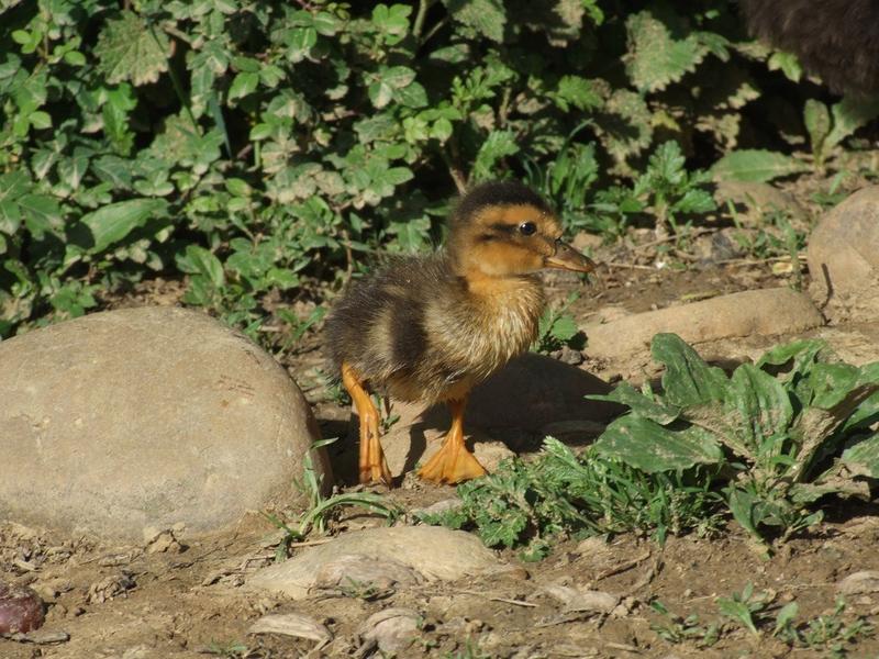 La ferme de la Grange du Haut_Saint-Antoine-l'Abbaye