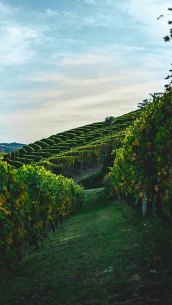 Fête des vendanges