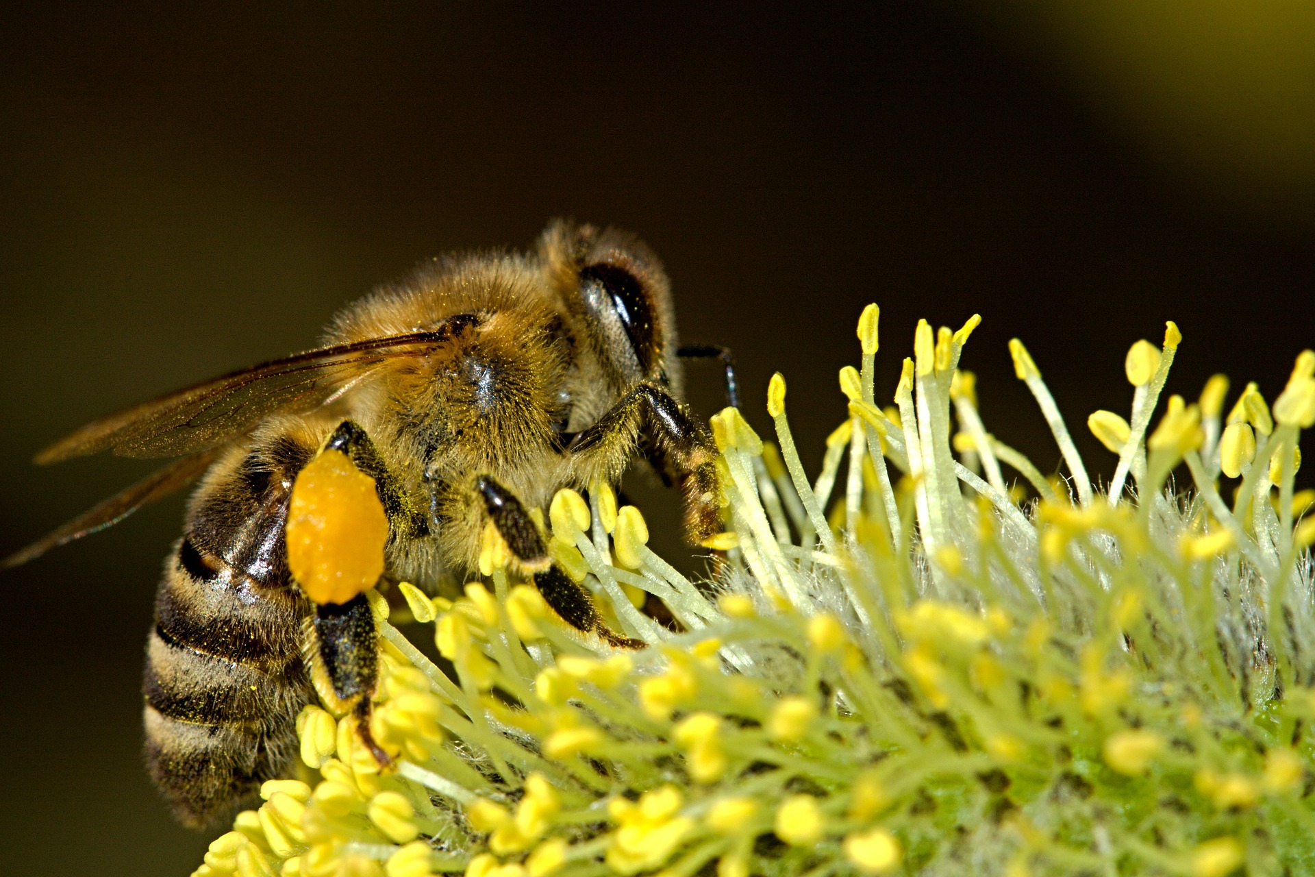 Conférence sur les abeilles sauvages - Porcieu-Amblagnieu - Balcons du Dauphiné