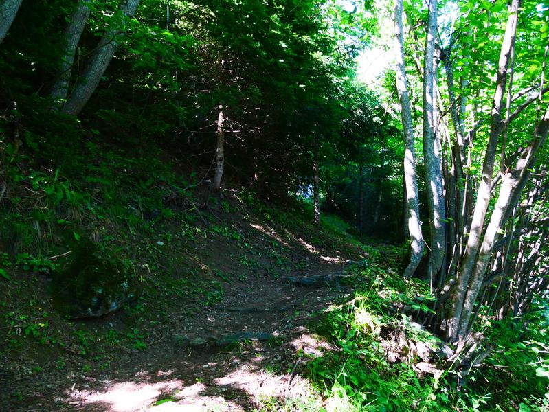 Sur le sentier en forêt