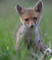 Exposition - "La biodiversité dans nos campagnes" pae Etamine_Mably