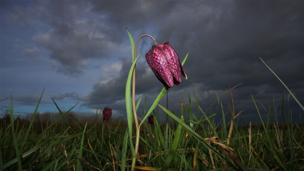Circuit des Prairies du Val de Saône