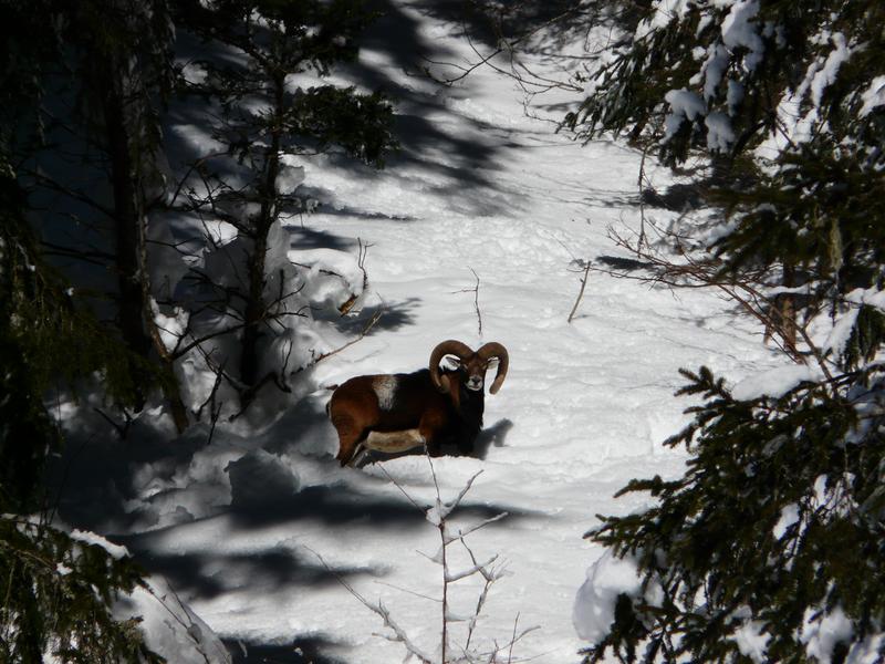 Mouflon
