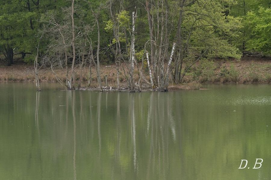 Etangs de pêche du Parc Naturel de Chambaran_Saint-Pierre-de-Bressieux