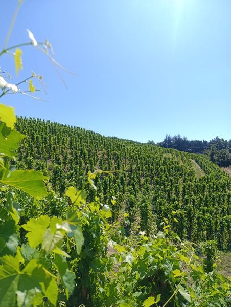 Domaine Goudard & Filles - De Ferme en ferme_Tournon-sur-Rhône