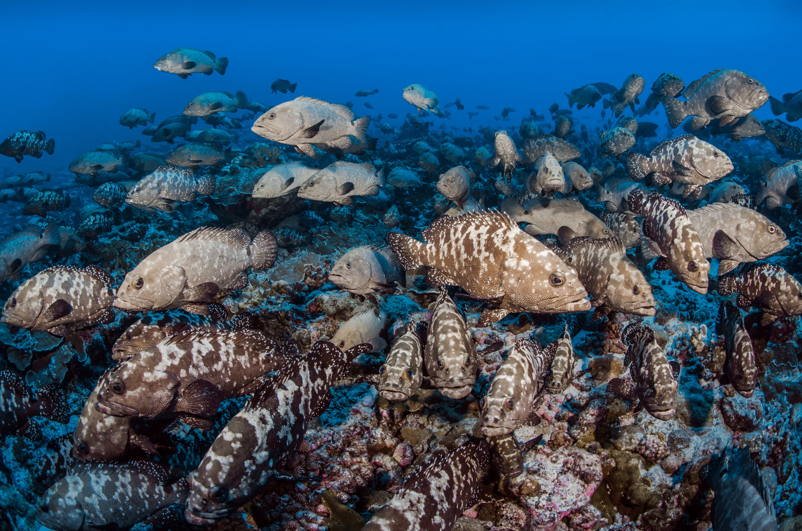 Réserve de Biosphère de Fakarava