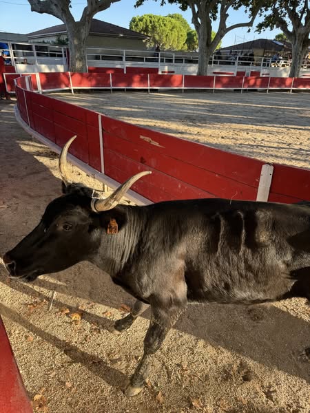 Course Camarguaise de Tau neufs