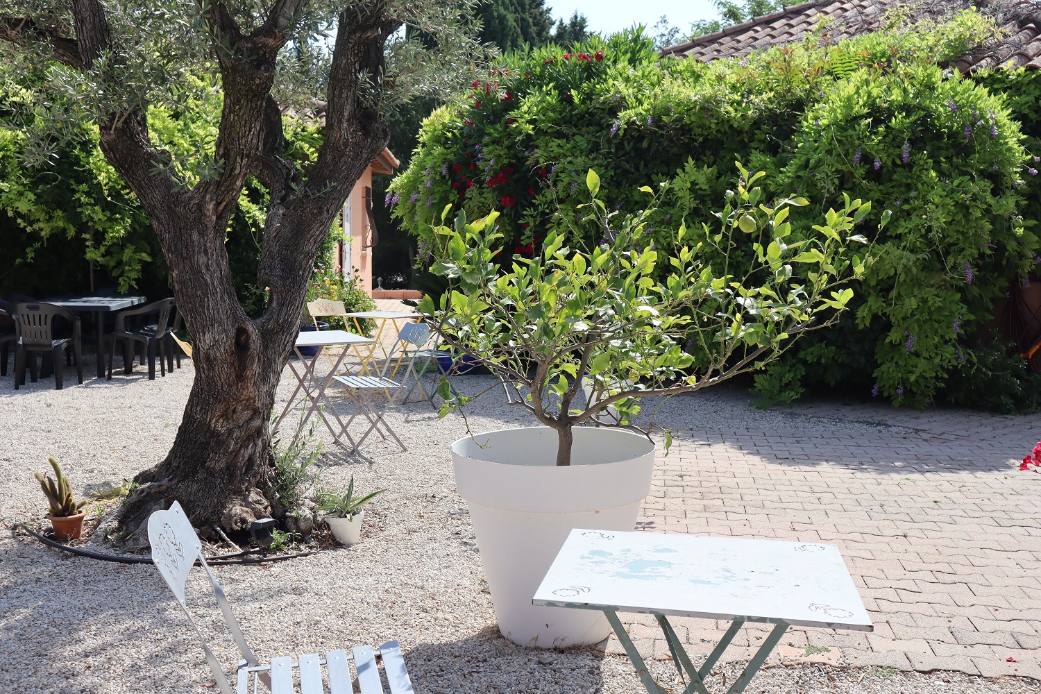 Les Micocouliers, Graveson - photo 16