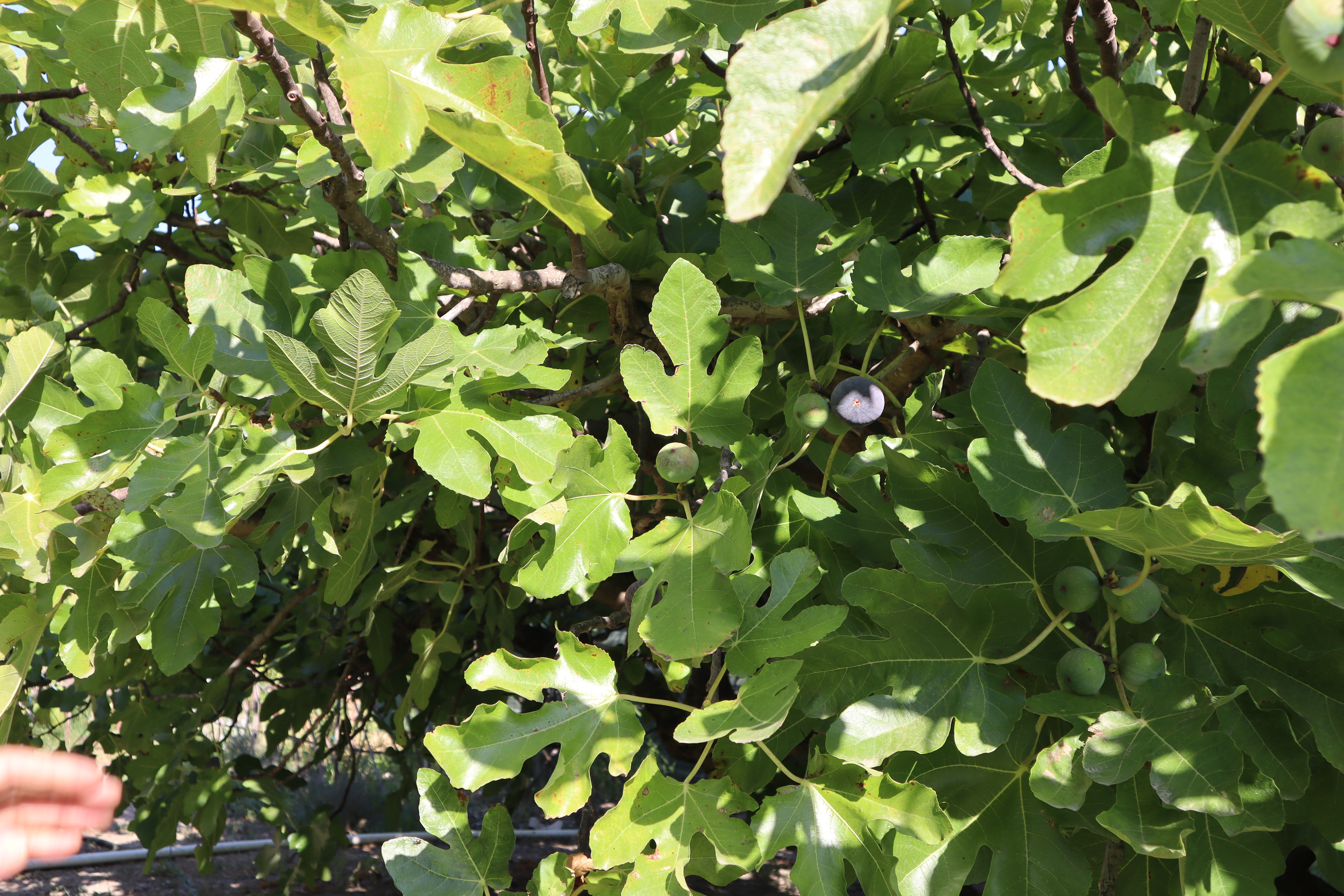 Les Figuières du Mas de Luquet - photo 5