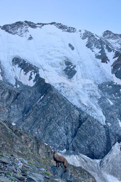 Bouquetin de Plan Glacier