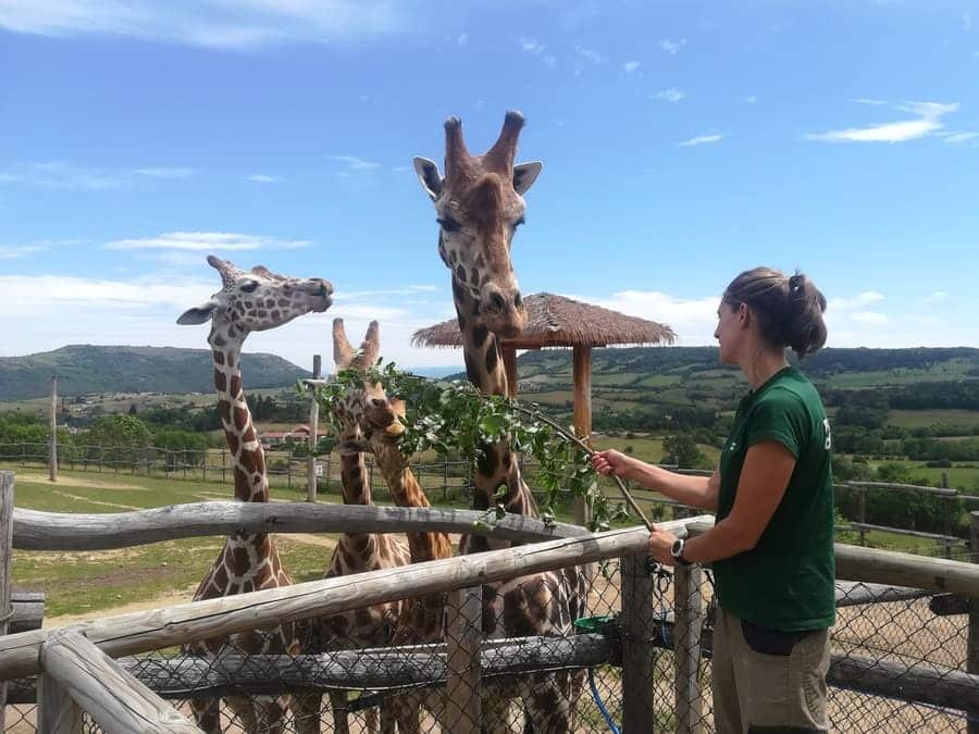 Nourrissage privé - Parc Animalier d'Auvergne