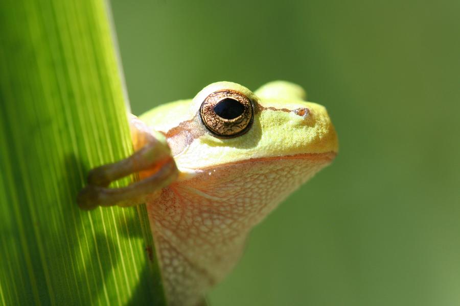 Balade famililale dans la réserve naturelle régionale des étangs de Mépieu_Creys-Mépieu