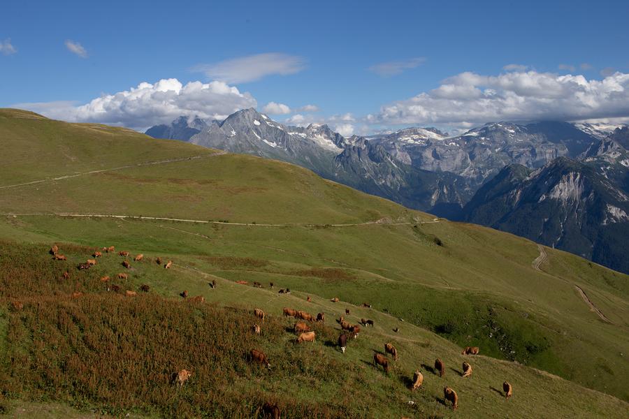 Vaches Mont Jovet - Bozel
