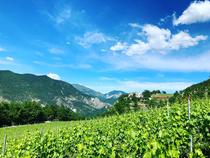 Dégustation de vin nature dans le vignoble - Entrevaux - Photo 2