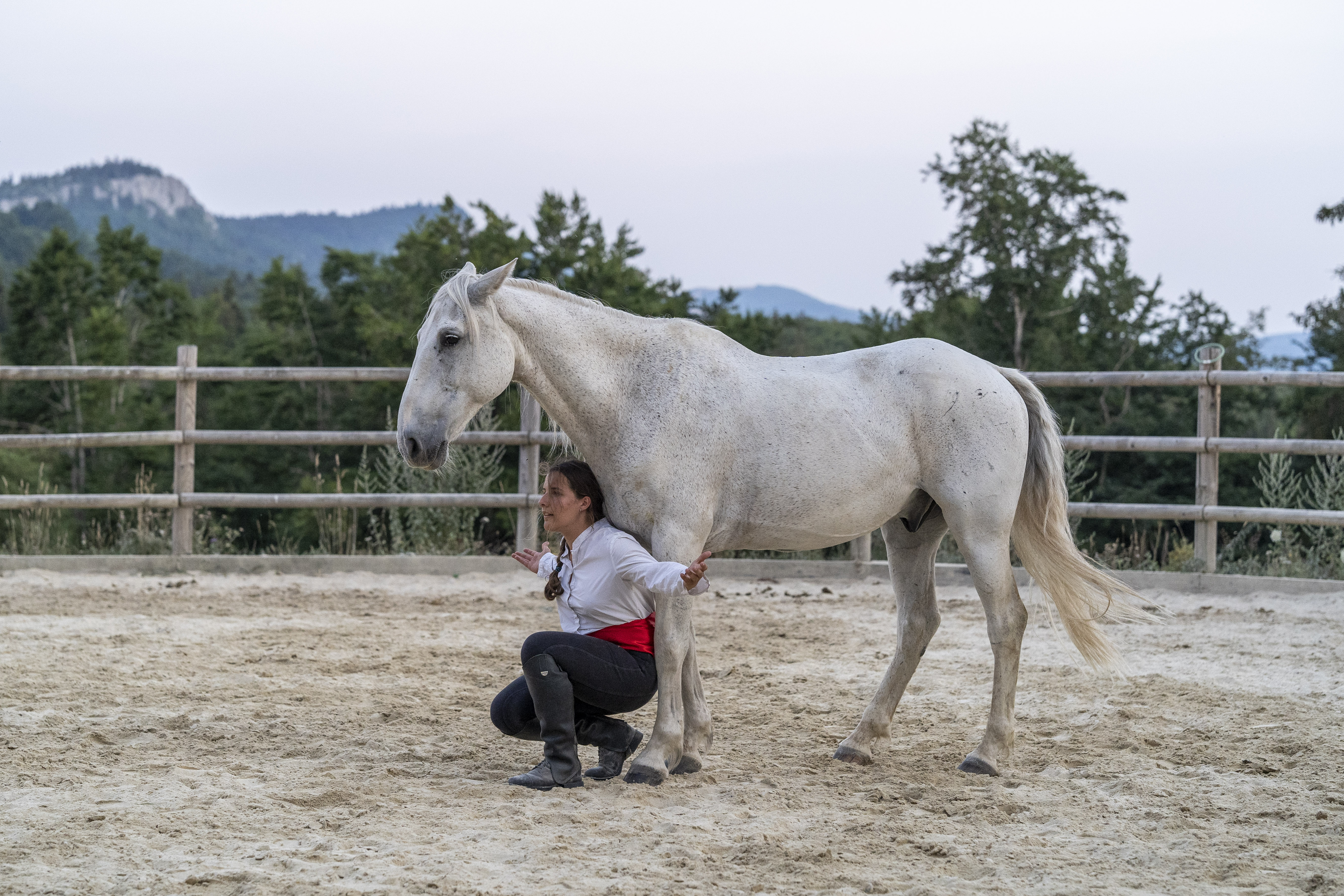 Séance de communication entre le cheval et l'homme