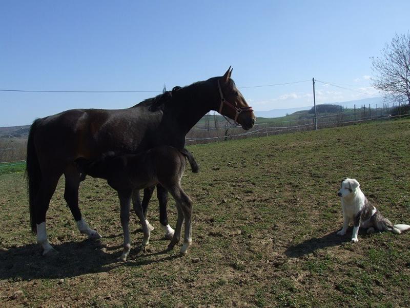 La ferme de la Grange du Haut_Saint-Antoine-l'Abbaye