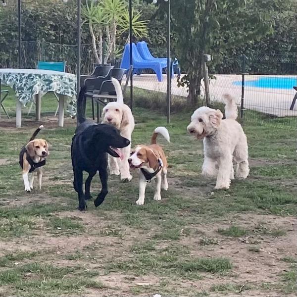 Camping Les Cerisiers - vacances avec les chiens