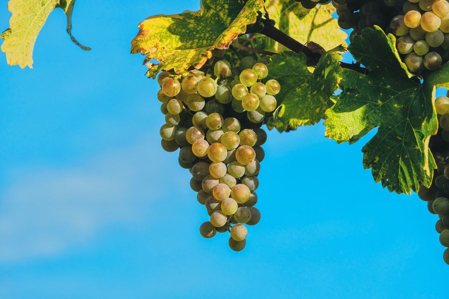 Domaine du Perat - Barribaud