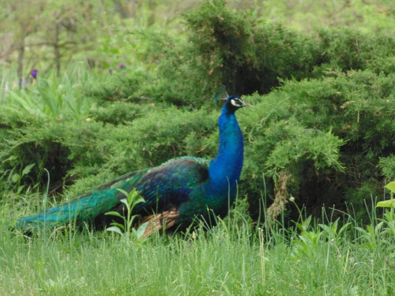 Gîte** Le Clos Dauphin à La Balme les Grottes - Balcons du Dauphiné - Isère