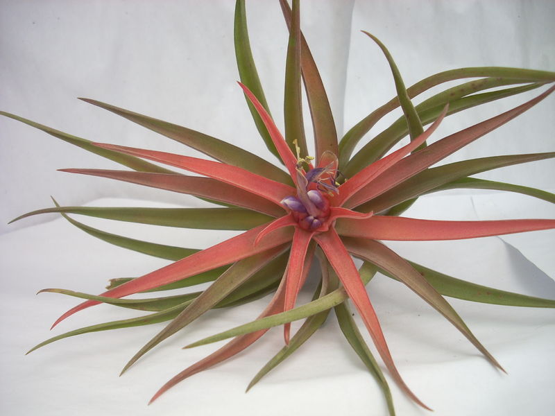Liloo, plantes Epiphytes