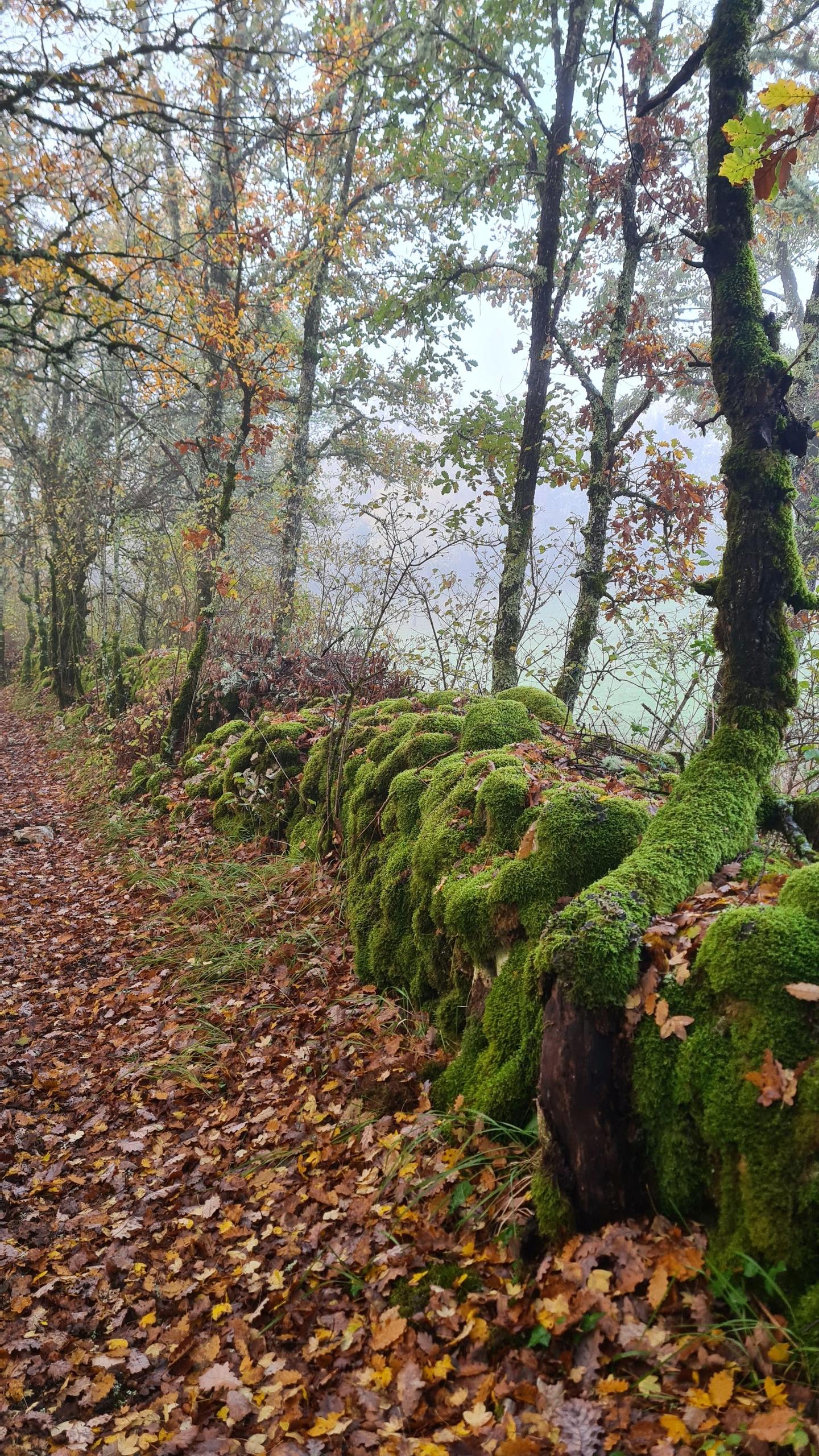 A la découverte du ruisseau de Rochefollet et de ses bois humides