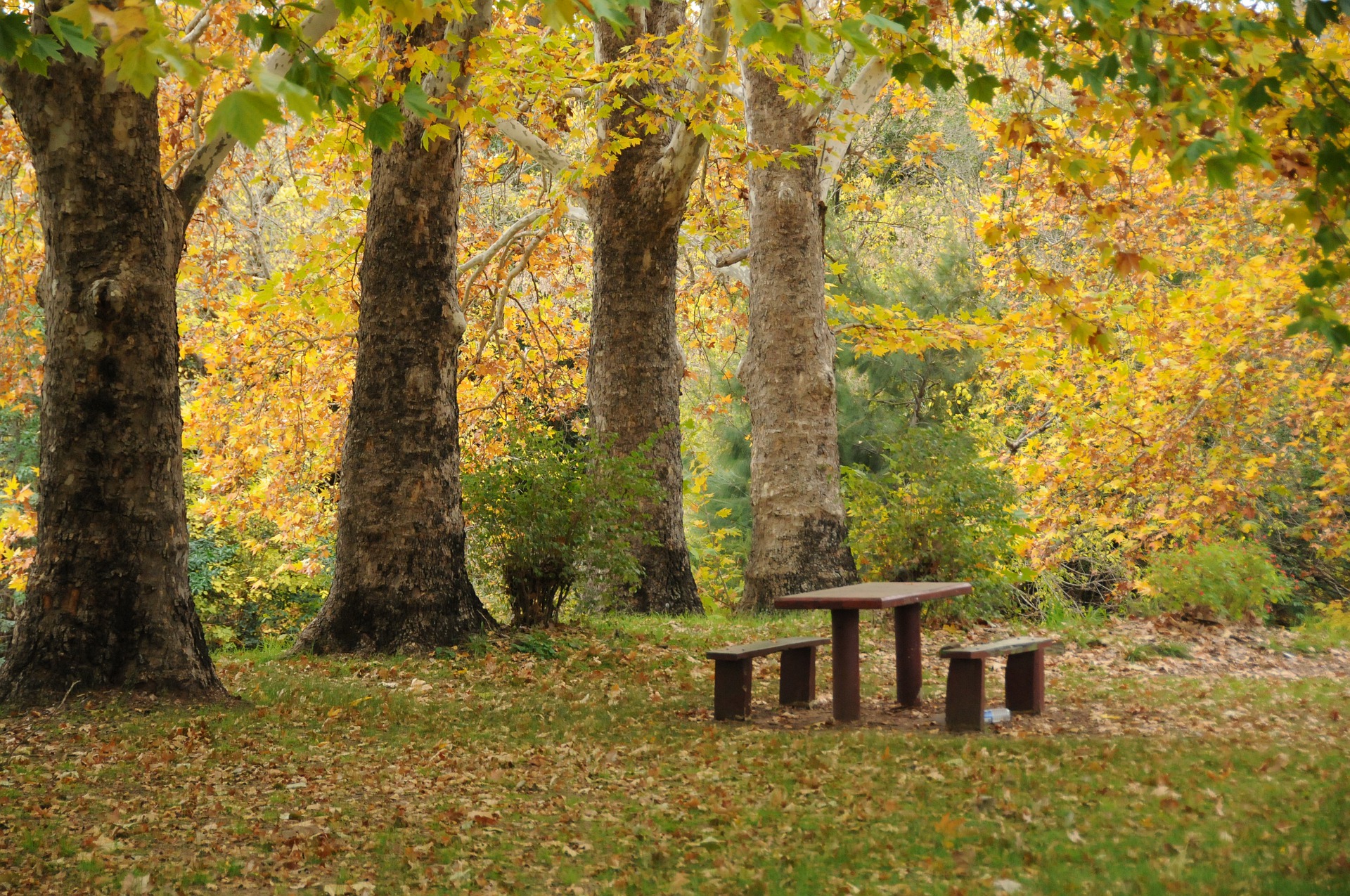 Aire de pique-nique - Forêt de Fontaine-Chalendray