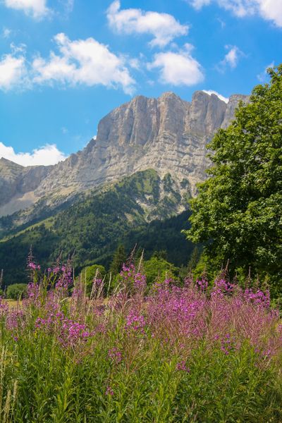 Les fleurs des alpes