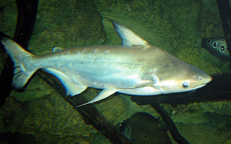 Pangasius