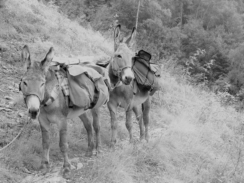 Randonnée montagne avec des ânes : 2 jours_Les Déserts