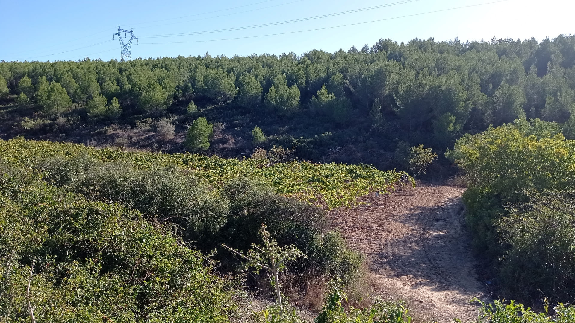 Sentier des vignerons - Boucle de la Venise Provençale - photo 2