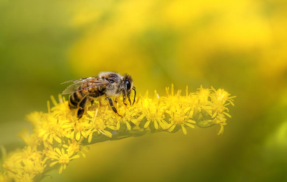 Conférence - Les abeilles, artisanes de la biodiversité