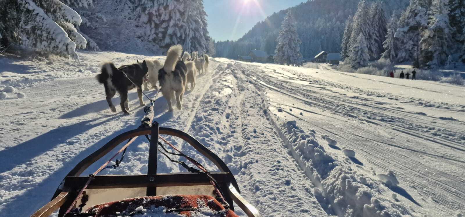 Balade en chiens de traineau avec Au cœur des loups