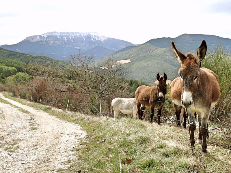 Anes devant la montagne d'Angèle