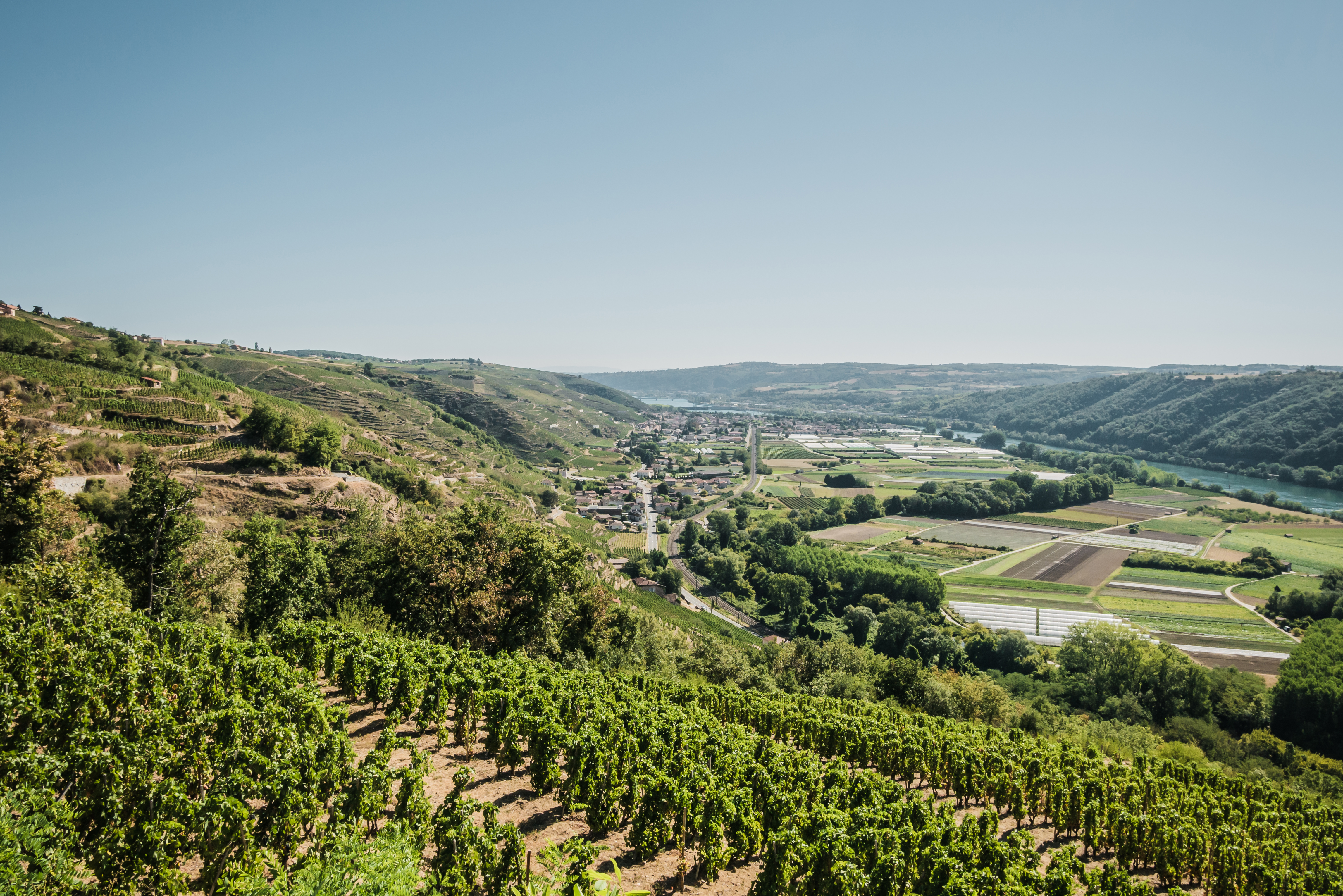 Visite guidée : Autres regards sur le vignoble