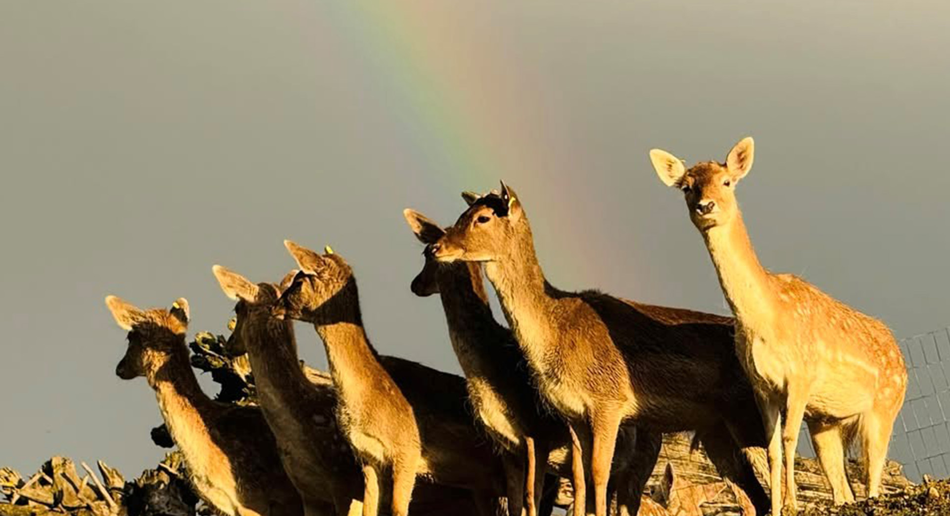 Parc Animalier - L'Arche de Méo, Mollégès - photo 8