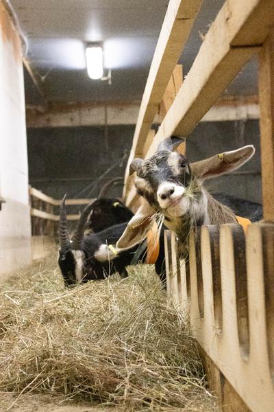 Visite de la P'tite Ferme d'Antho