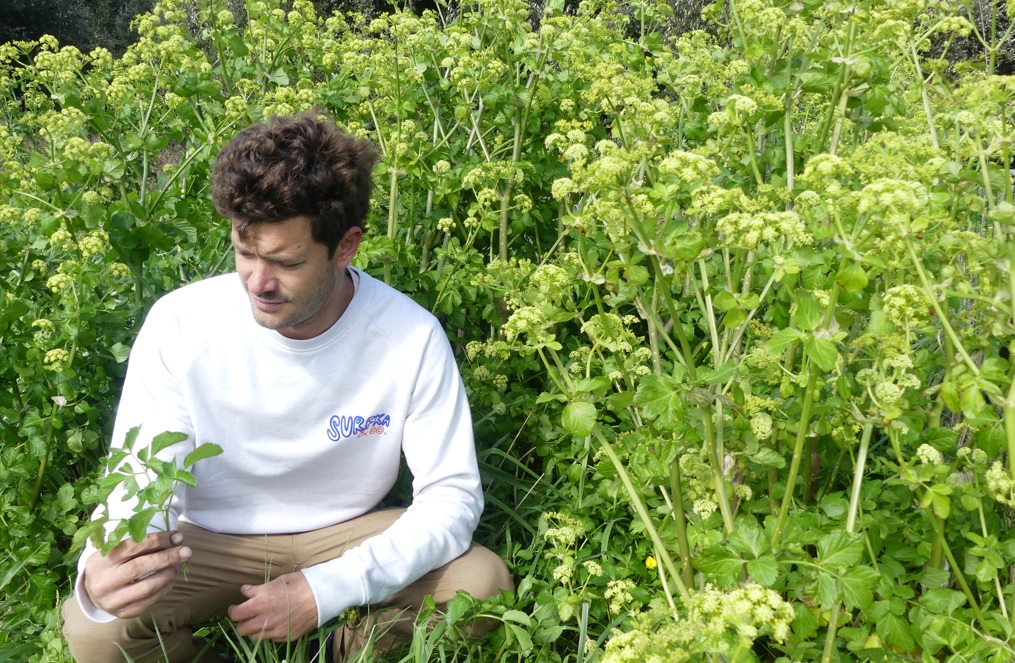 Découverte nature : initiation à la cueillette - prairies et jardins