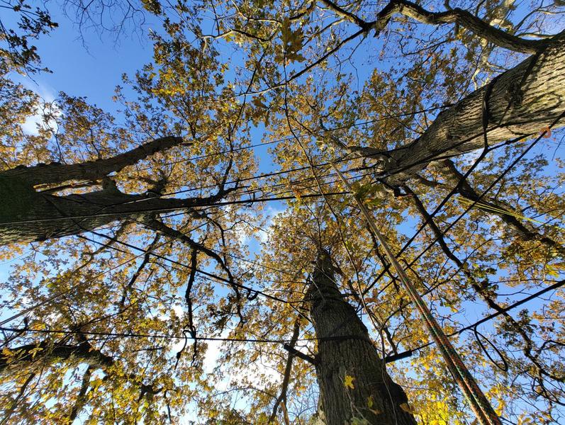 La taille des végétaux : tailler avec raison 